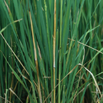 bakane